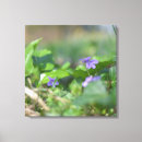 Search for violet photography Beautiful