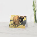 Search for bison cards Nature