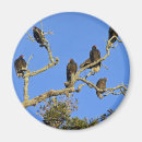 Search for scavenger magnets Turkey