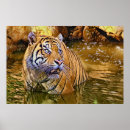 Search for wildcats posters Tiger