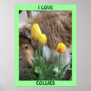 Search for collie pet posters Floral