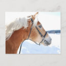 Search for haflinger postcards Horse