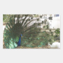 Search for peahen stickers Peacock