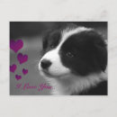 Search for border collie postcards Pup