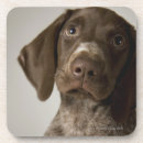 Search for pointer photography Dogs