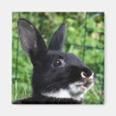 Search for rabbit magnets Black