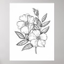 Search for black and white rose drawings posters Botanical