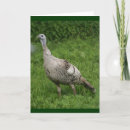 Search for turkeys cards Wild