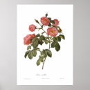 Search for pierre joseph redoute posters Rose