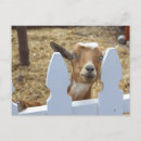 Search for pet goat postcards Goats
