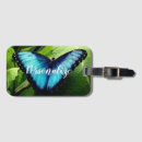 Search for morpho accessories Insect