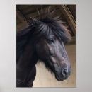 Search for horse heads posters Pony