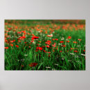 Search for remembrance day posters Poppies