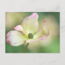 Search for flowerbeds postcards Botanical