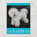 Search for bichon frise birthday cards Puppy