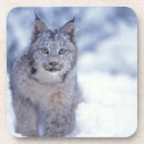Search for lynx coasters Snow