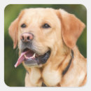 Search for labrador dog stickers Animal
