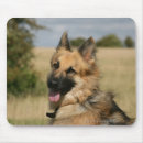 Search for bob and pam langrish Alsatian