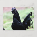 Search for feathered birds postcards Fowl