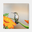Search for hummer magnets Animal