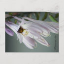 Search for hosta postcards Flower