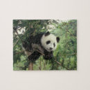 Search for panda puzzles Baby