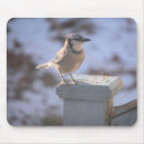 Search for jay mouse mats Avian