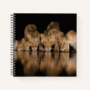 Search for east africa office school Lion
