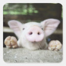 Search for baby piglet stickers Nature