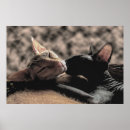 Search for hairless cat posters Sphynx