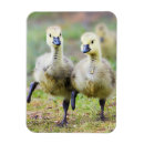 Search for gosling magnets Goose