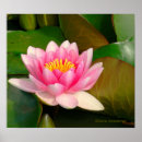Search for padding posters Lily pads