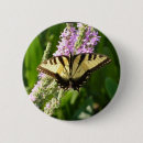 Search for swallowtail badges Nature