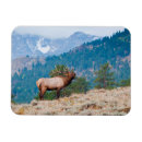 Search for bugle magnets Antlers