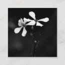 Search for loyalty photography Nature
