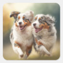 Search for herding dog stickers Aussie