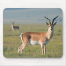 Search for gazelle electronics Gallo images