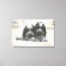 Search for breed canvas prints Close up