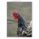 Search for sebright bantam Poultry