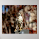 Search for red tail posters Raptor