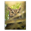 Search for owl pics Raptor