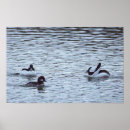 Search for duck posters Birds
