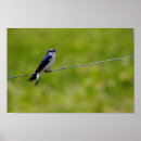Search for tree swallow posters Avian