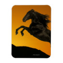 Search for bob magnets Black