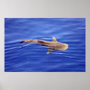 Search for aquatic posters Saltwater