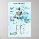 Search for physiological posters Human