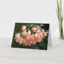 Search for begonias cards Flora