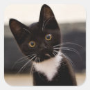 Search for black kittens stickers Animal
