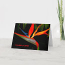 Search for bird paradise cards Flower
