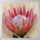 Search for protea posters Nature